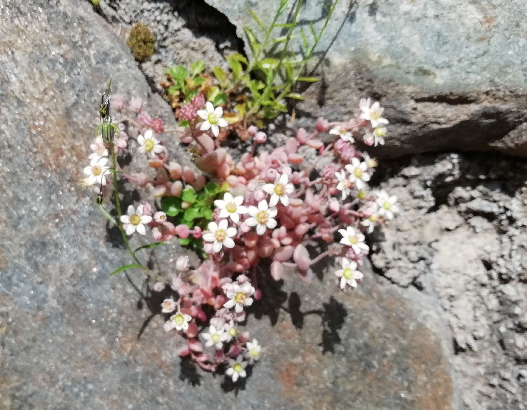 Welk plantje is dit?